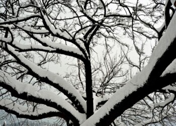 Neve nel’entroterra delle Marche
