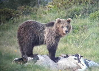 Orso M49 avvistato fra Molina e Ville di Fiemme
