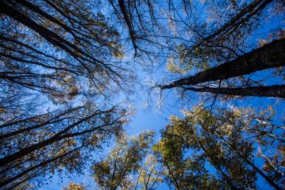 Quattro parchi italiani candidati alla 'Green List' della Iucn