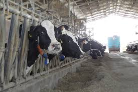 Puglia, allevamenti e florivavaismo al collasso. Cia: “Servono aiuti”