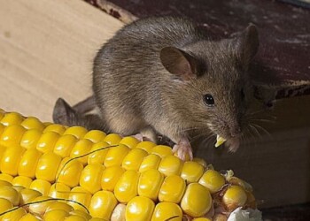 Scoperte le origini del senso di sazietà