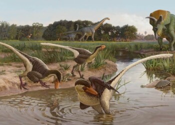 Sono di un carnivoro alato i resti di uno degli ultimi dinosauri