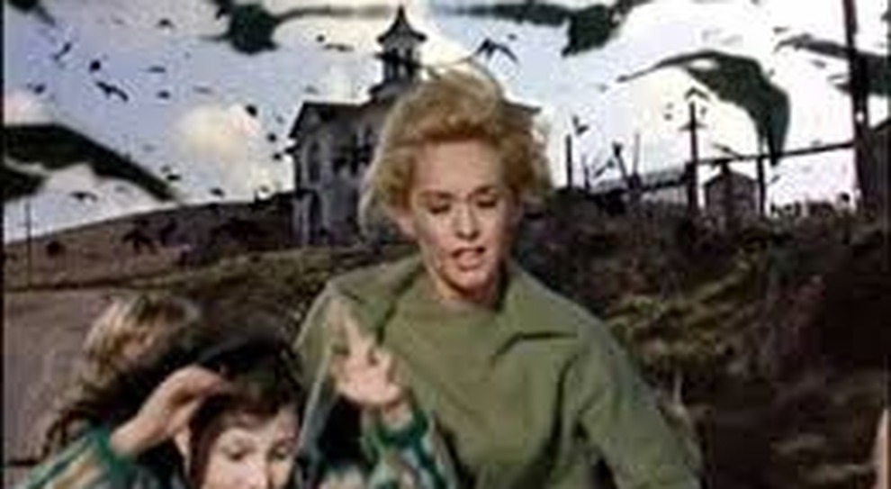 «Gli uccelli» di Hitchcock, la natura piegata dalle bizzarrie di questa modernità, tecnologica e violenta  è pronta a passare al contrattacco