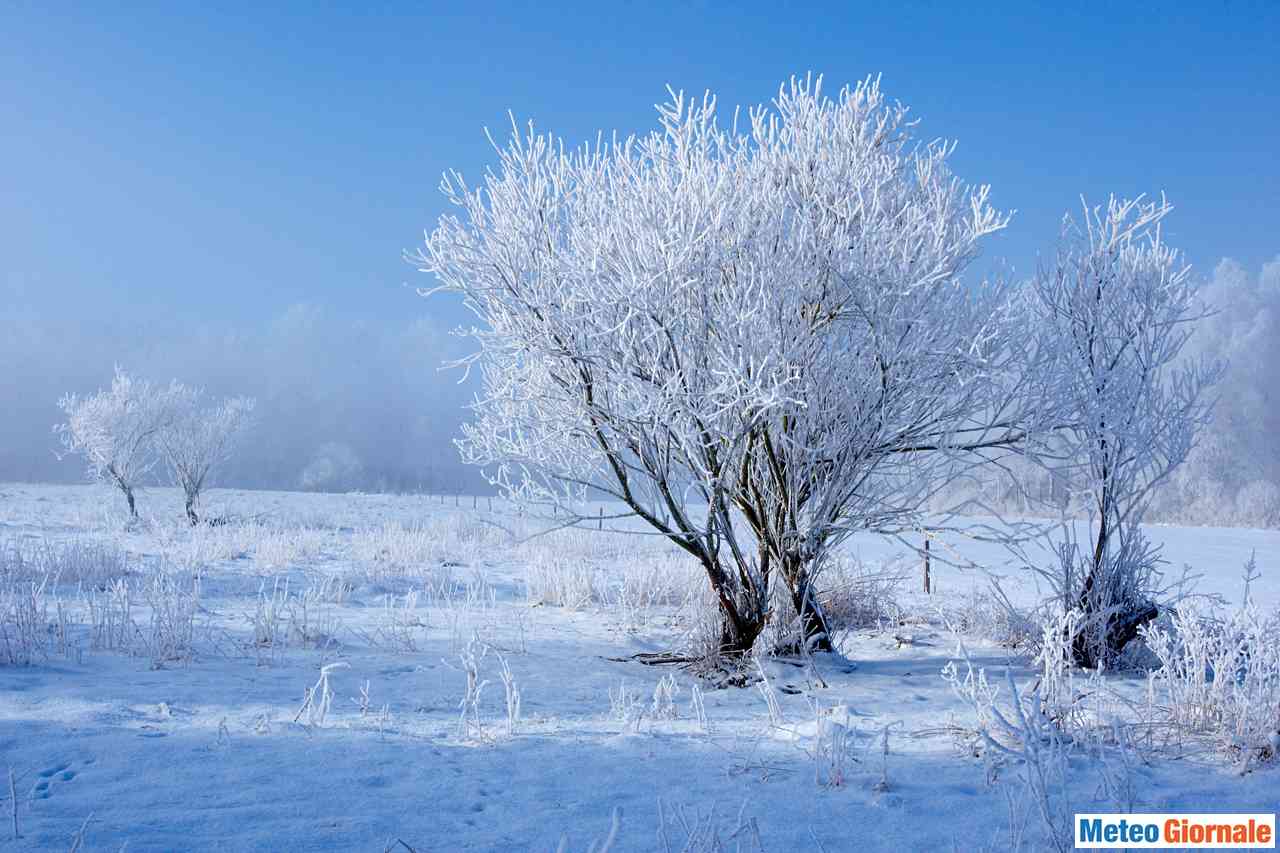 immagine 1 articolo aprile 2003 gelo tardivo e neve storica