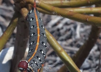 Citizen Science: nuove scoperte nell’Arcipelago Toscano con un virtual bioblitz