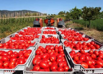 Pomodoro da industria, stallo nella contrattazione del prezzo, l’allarme dei produttori