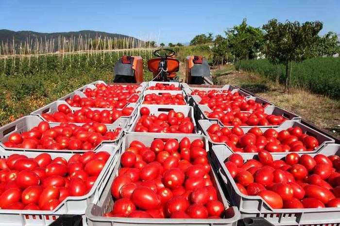 Pomodoro da industria, stallo nella contrattazione del prezzo, l’allarme dei produttori