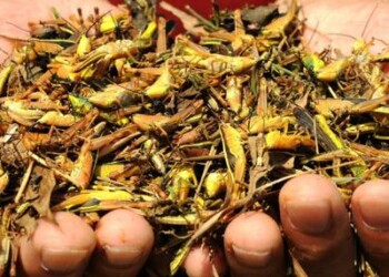 Agricoltura: Fao, avanti contrasto invasione locuste in Africa orientale e Yemen  
