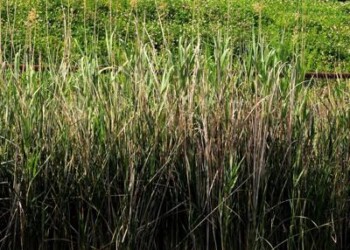 Agricoltura: Progetto Grace, test su sostenibilità canapa e miscanto  