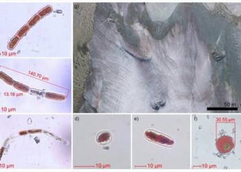 Alpi, i ghiacciai minacciati dall’alga che li tinge di rosso