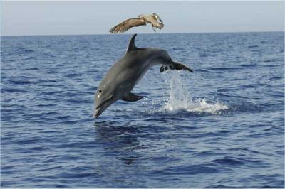 Isole Canarie, balene e delfini liberi di assembrarsi (e tutelati)