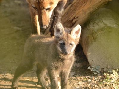 Parco Natura Viva, nati tre crisocioni