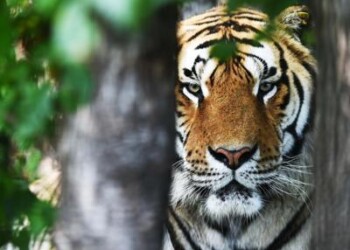 Animali: tigri di ‘serie b’, almeno 913 in cattività in Ue 