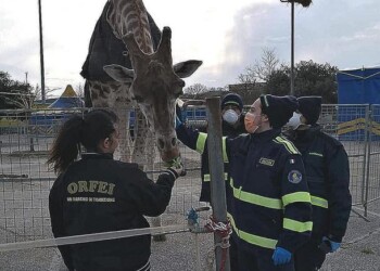 Circo bloccato, volontari in soccorso