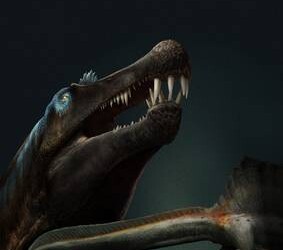 Coda da nuotatore per il dinosauro ‘re’ dei predatori VIDEO