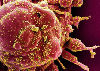 Coronavirus, 3 i ceppi diffusi nel mondo, lo rivela il genoma