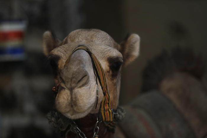 Coronavirus: allo studio un vaccino contro la Mers