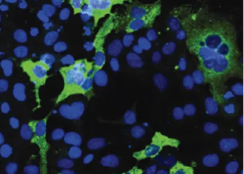 Coronavirus, c’è una nuova via con cui invade l’organismo