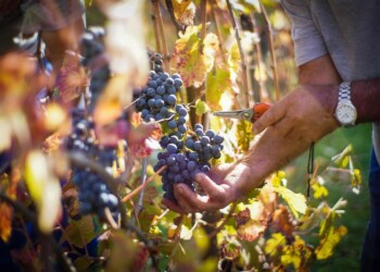 Coronavirus: i vini dei Colli Bolognesi arrivano a domicilio