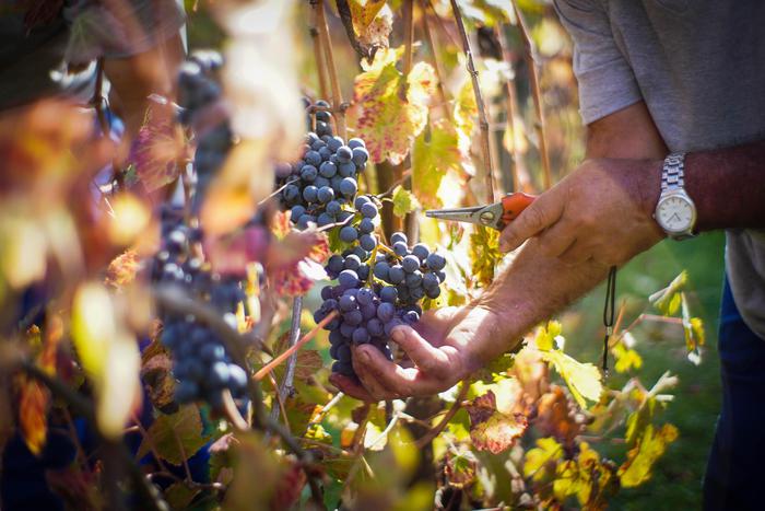 Coronavirus: i vini dei Colli Bolognesi arrivano a domicilio