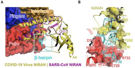 Coronavirus, visto il motore che lo fa moltiplicare