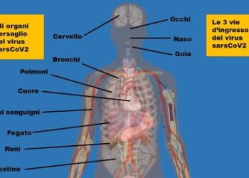 Dal cuore all’intestino, tutti gli organi attaccati dal coronavirus