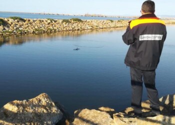 Delfino nel porto industriale di Porto Torres