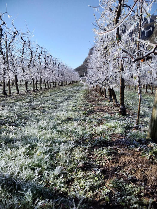 E-R, 400 milioni di danni dalle gelate