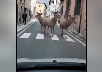 Fauna selvatica a spasso nei borghi. Convivenza, no lockdown
