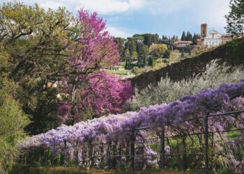 In streaming la fioritura del glicine a Villa Bardini