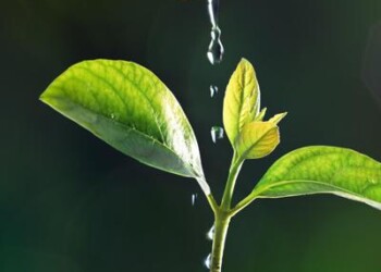 Innovazione: Enea, è made in Italy il primo micro-orto in orbita 