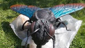 Insetti giganti ai Giardini di Castel Trauttmansdorff