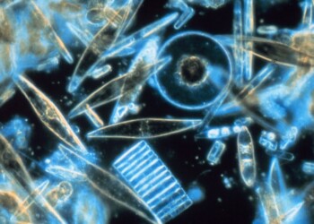 Le alghe ladre, rubano geni ai batteri per vivere meglio