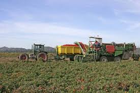 Manodopera agricola, dare precedenza ai nostri disoccupati