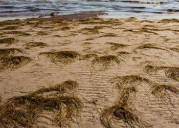 Mare: Ispra, fondamentale ruolo posidonia spiaggiata, scorretto rimuoverla  