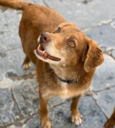 Messina-Rifugio Don Blasco :JACKILL. Nato nel 2012 è in canile da quando aveva pochi mesi