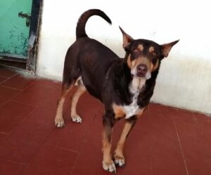 MESSINA. STELLA, ospite del Rifugio Margherita da circa due anni.