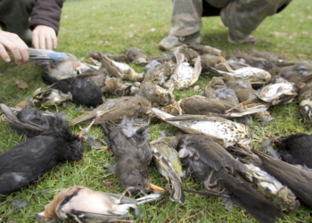 Nonostante il Coronavirus le regioni pensano alla caccia