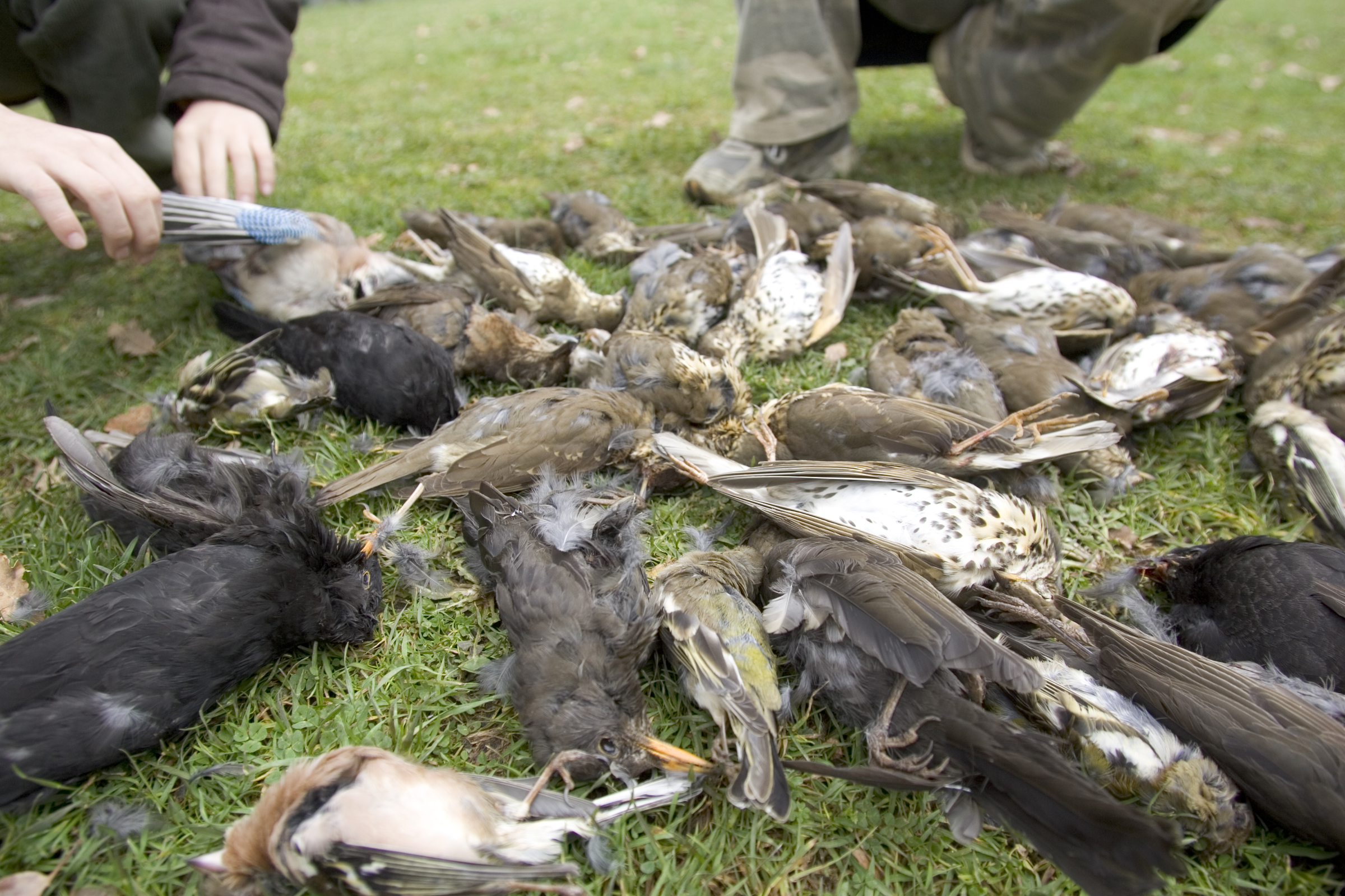 Nonostante il Coronavirus le regioni pensano alla caccia