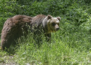 Orso: in Trentino fino a 93 esemplari nel 2019