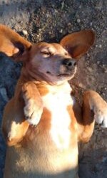 Provincia di Palermo : Carlo 6/7 anni cerca casa