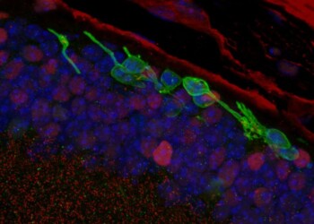 Riprogrammazione lampo delle cellule ridà la vista ai topi