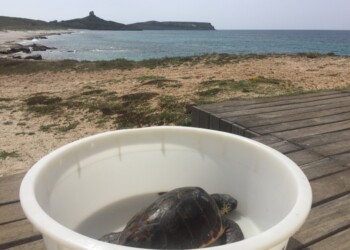 Tartaruga “Caretta caretta” salvata a Cabras