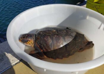 Tartaruga “caretta caretta” salvata a Villasimius