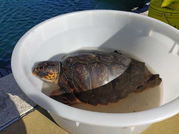 Tartaruga “caretta caretta” salvata a Villasimius