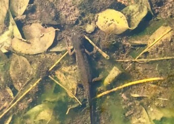 Tritoni tornati in pineta di Viareggio