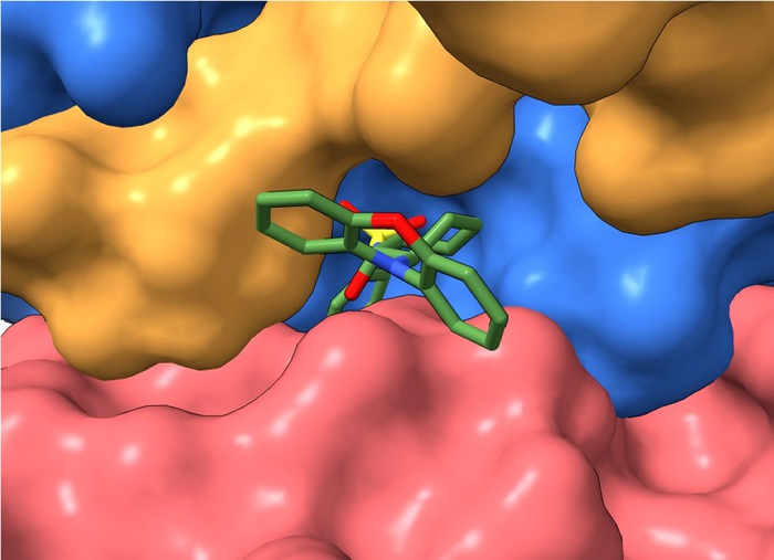 Trovato il pedale del freno per vari tumori, verso nuove cure