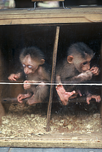 Una petizione per chiudere i mercati di animali selvatici