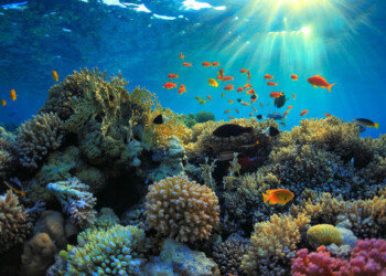 OCEANI IN SALUTE ENTRO IL 2050:  SOLO CON UNA PESCA SOSTENIBILE