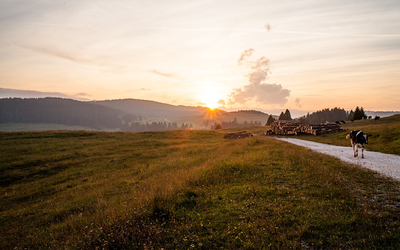 Asiago DOP riparte dal suo territorio